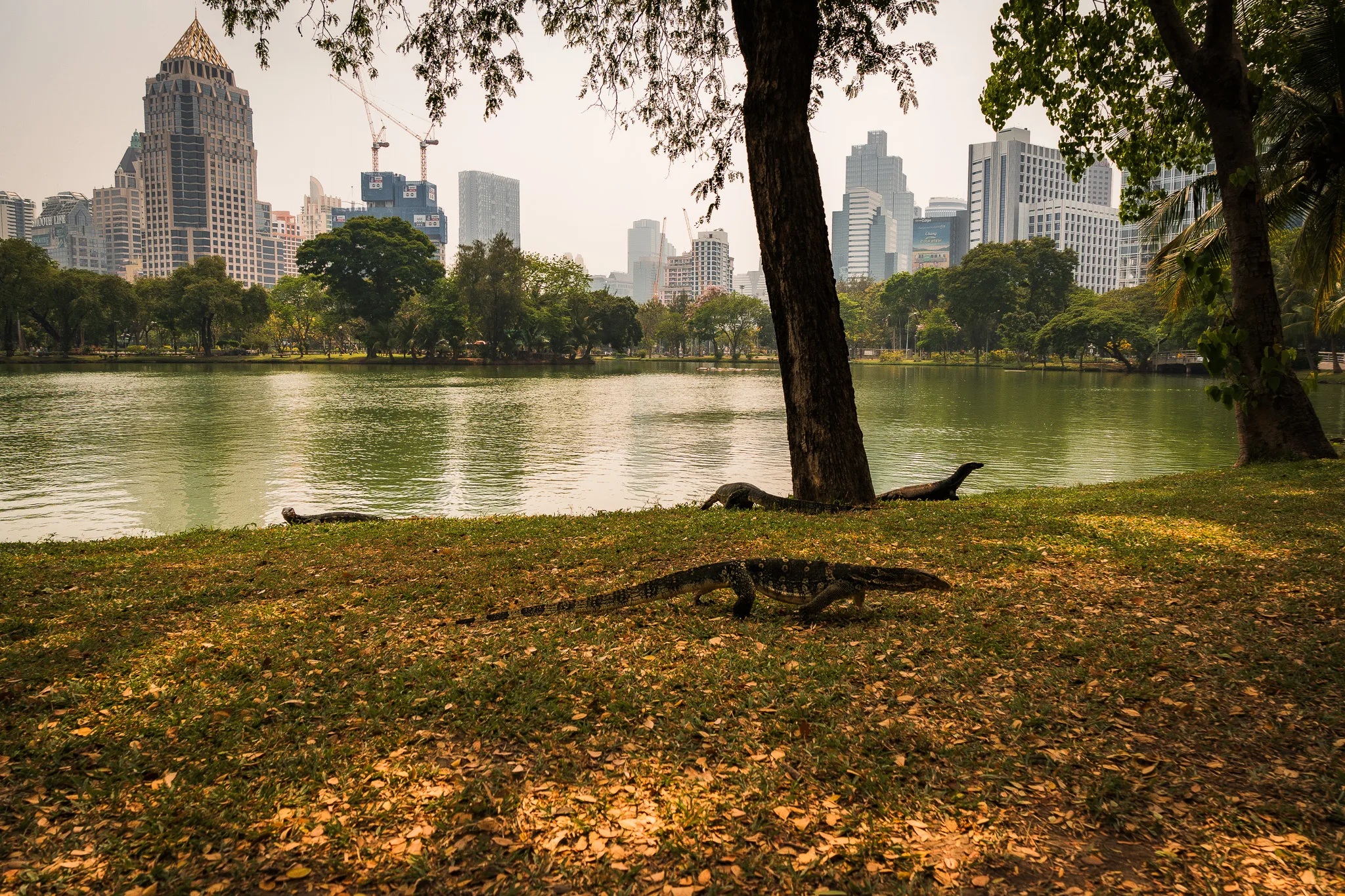 Warany nilowe nad brzegiem jeziora w parku Lumpini w Bangkoku