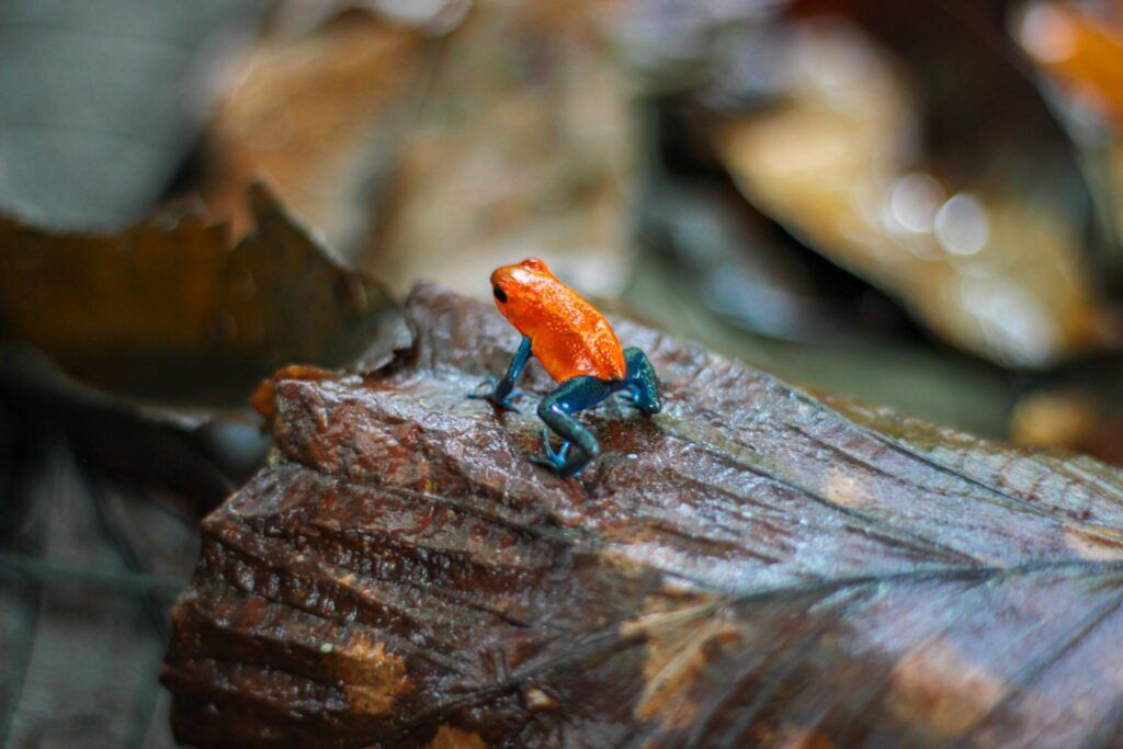 La Fortuna Kostaryka, małe pomarańczowo-niebieskie żabki (Blue jeans)