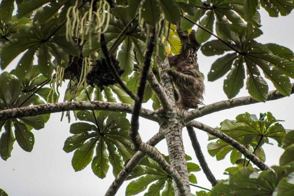 La Fortuna Kostaryka, Sloth’s Territory , Leniwiec na drzewie