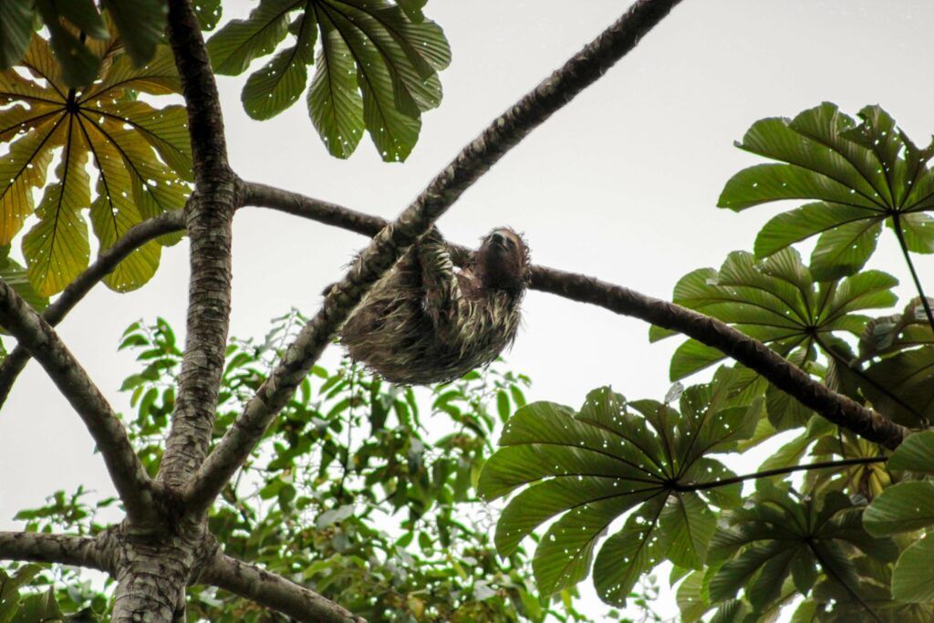 La Fortuna Kostaryka, Sloth’s Territory , Leniwiec na drzewie