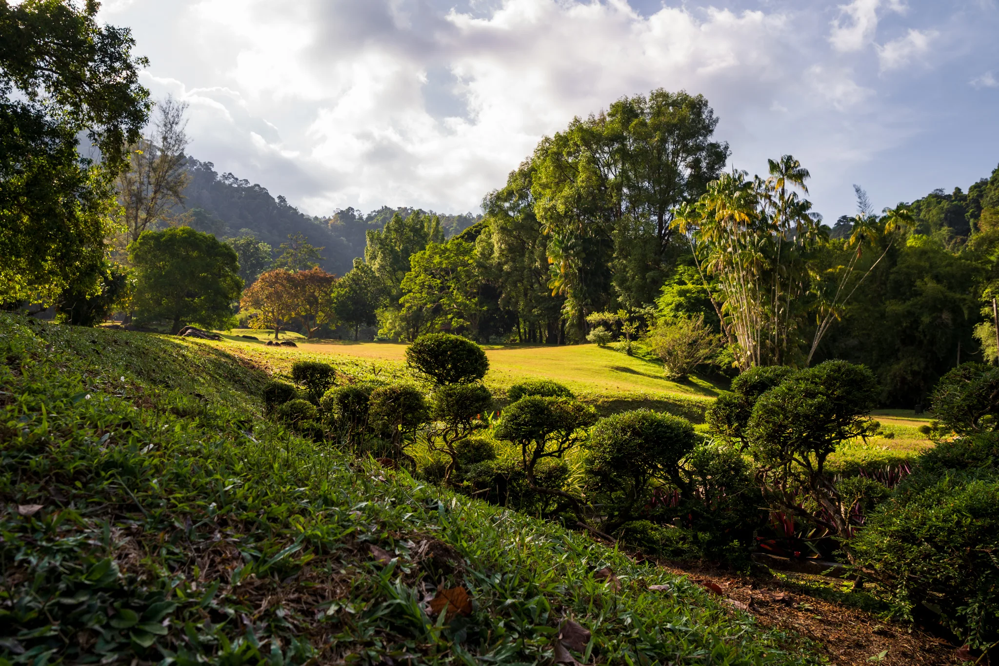 Słoneczne popołudnie w Ogrodzie Botanicznym w Penang – zielone trawniki, krzewy i drzewa otoczone wzgórzami porośniętymi lasem tropikalnym.