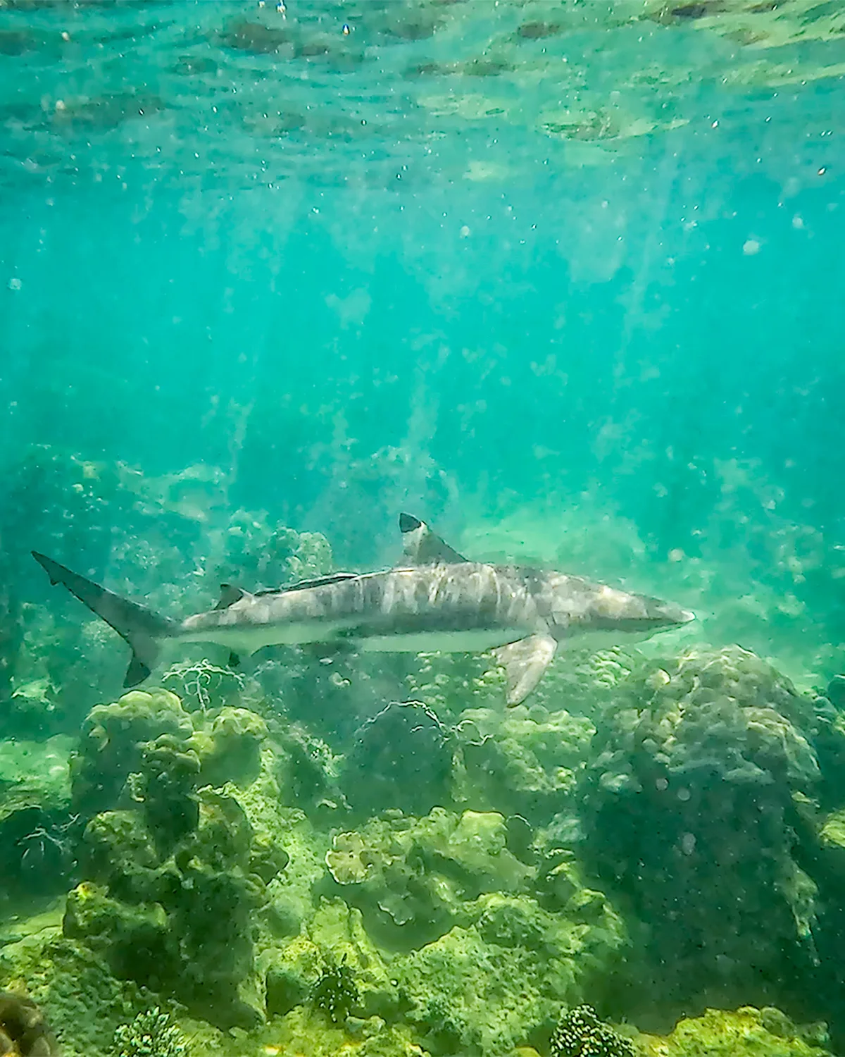 Rekin pływający nad rafą koralową w przejrzystej wodzie