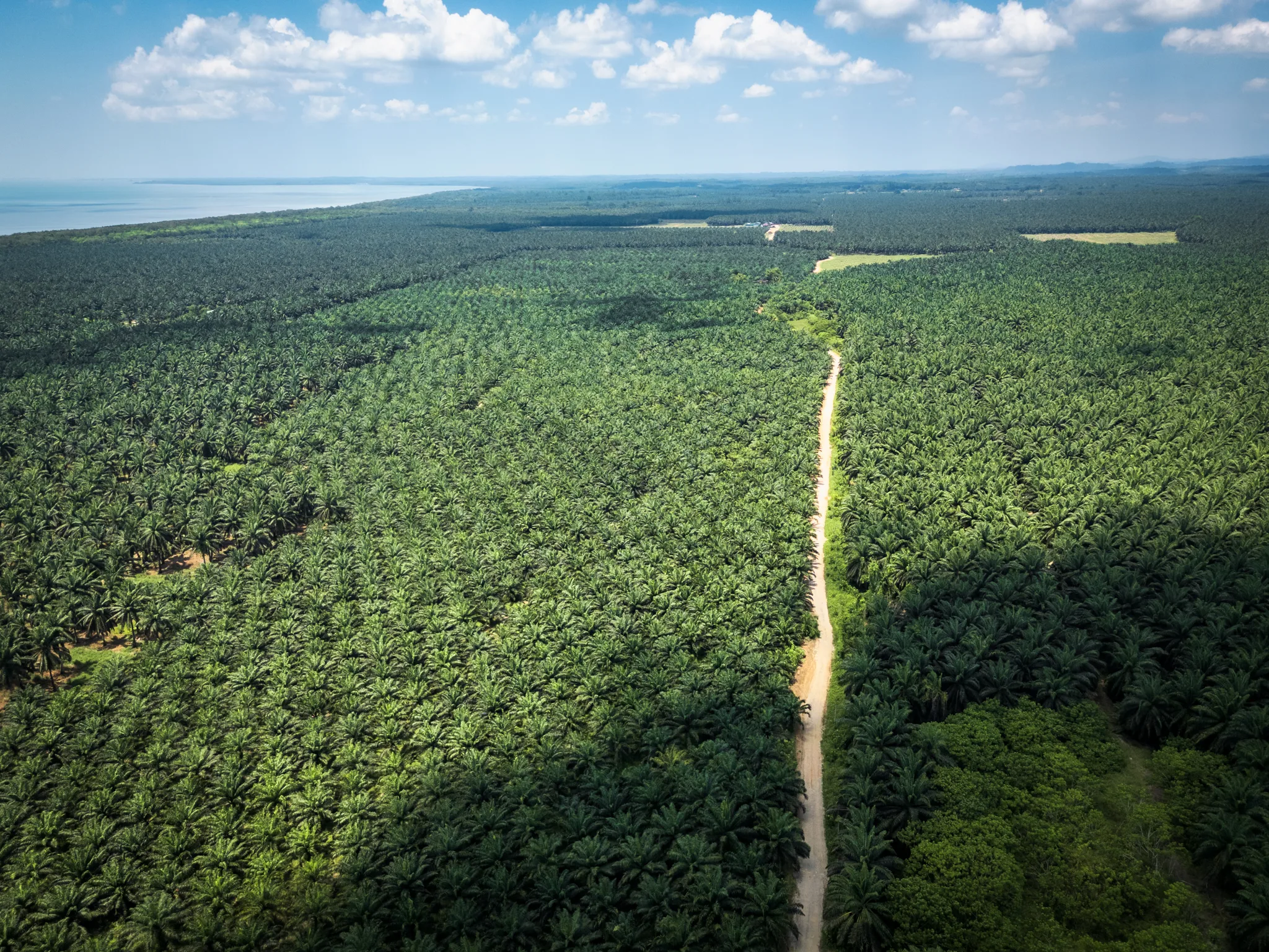 Rozległa plantacja palm olejowych widziana z lotu ptaka