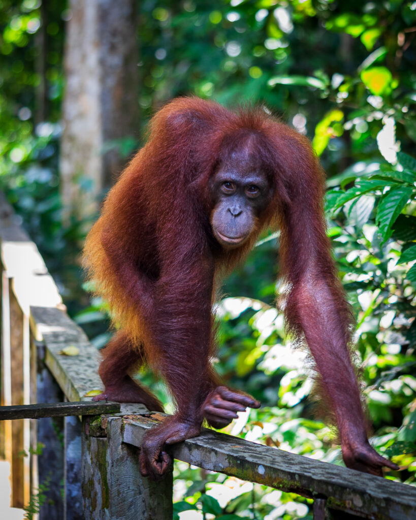 Sepilok orangutan Borneo