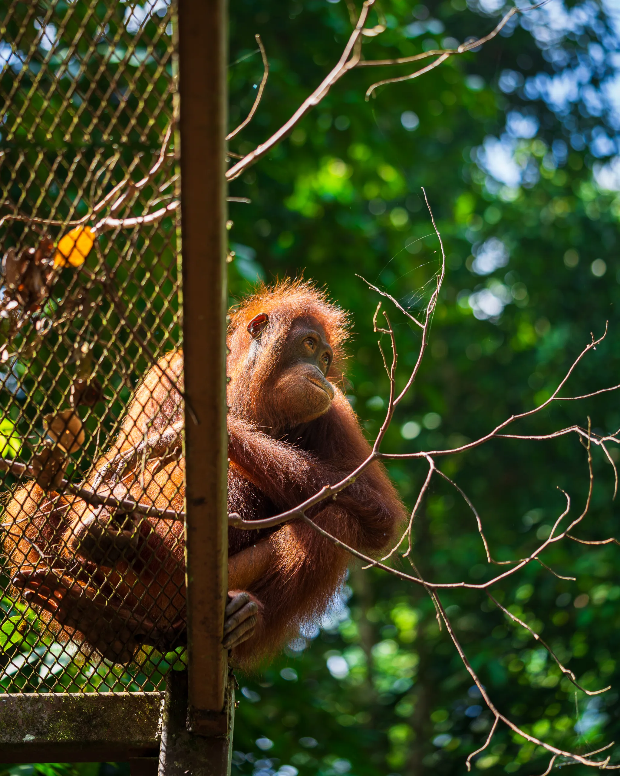Orangutan siedzący na metalowej konstrukcji w cieniu drzew - Borneo Sabah Malezja