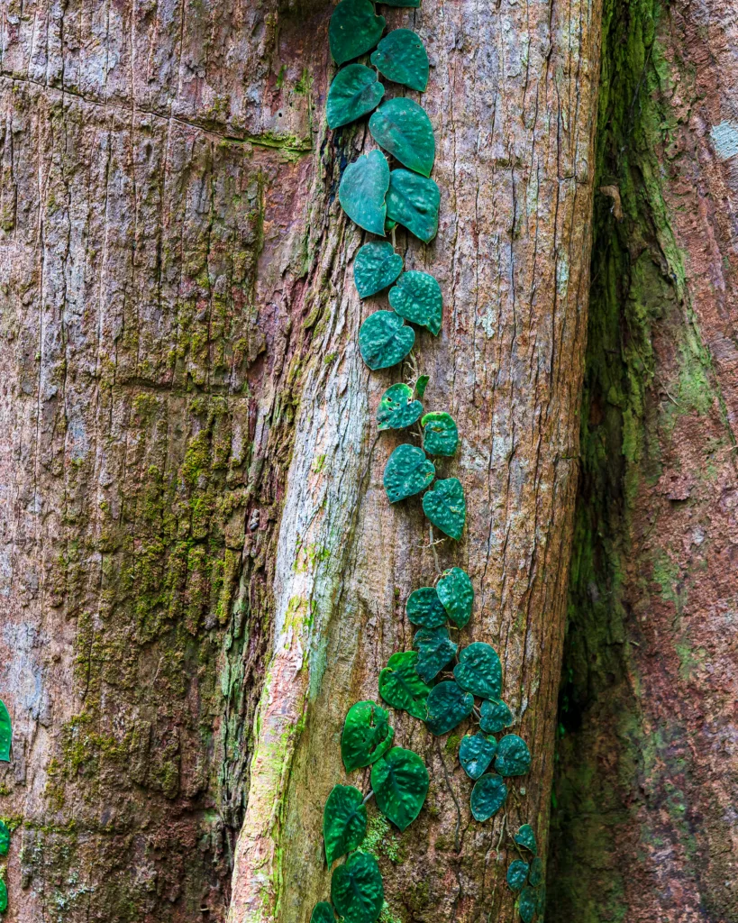 Zielone liście pnącza wspinającego się po korze drzewa w tropikalnym lesie