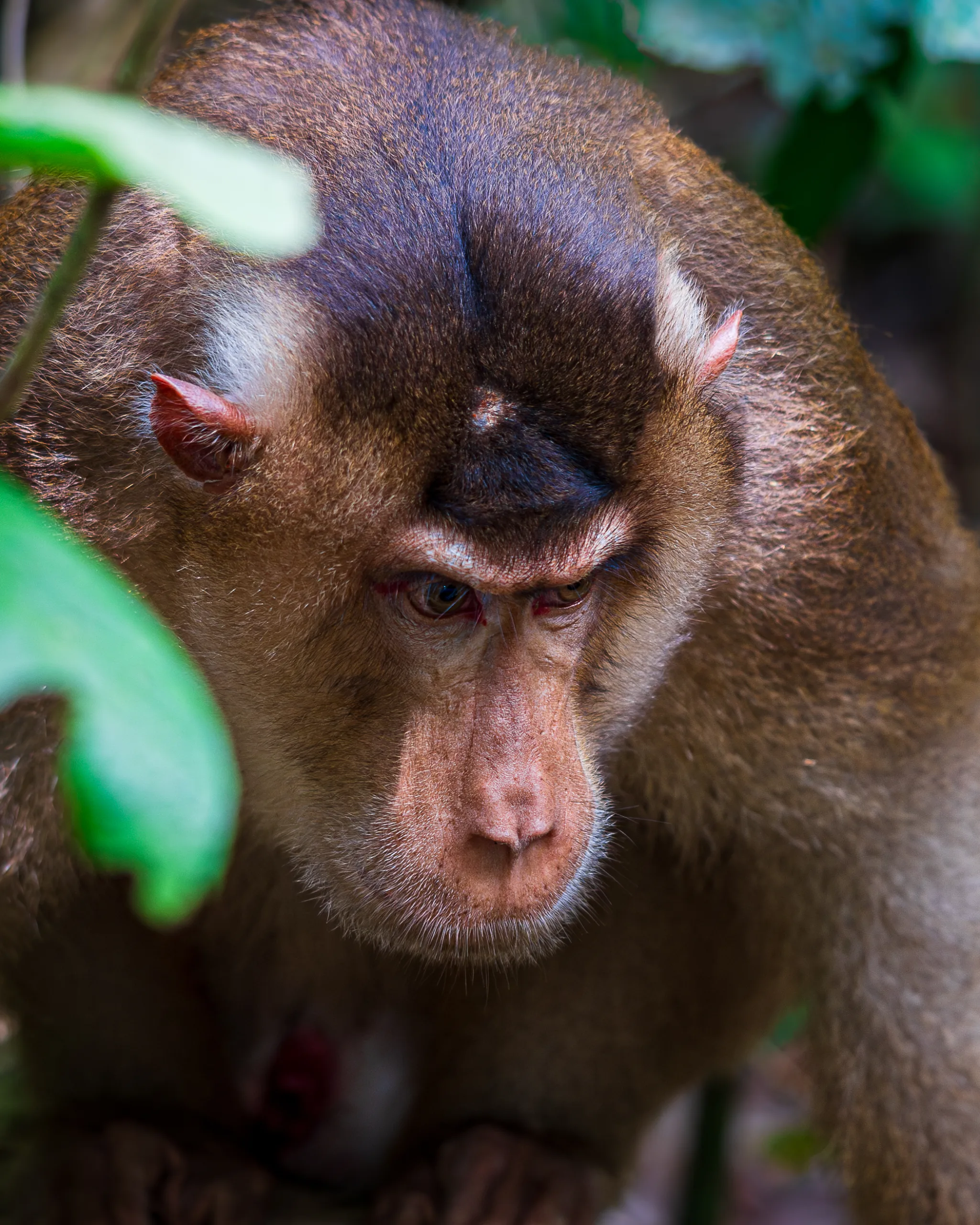 Zbliżenie na twarz makaka w naturalnym środowisku, patrzącego w dół