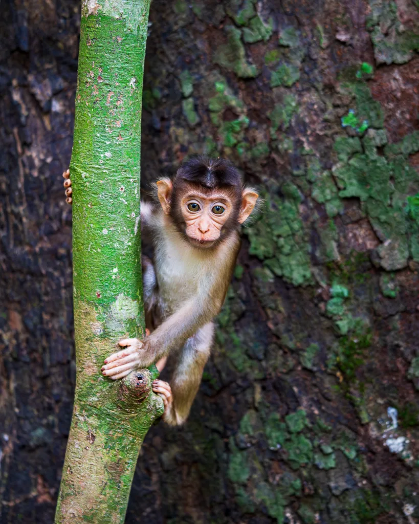 Młody makak trzymający się zielonej gałęzi na tle pnia drzewa