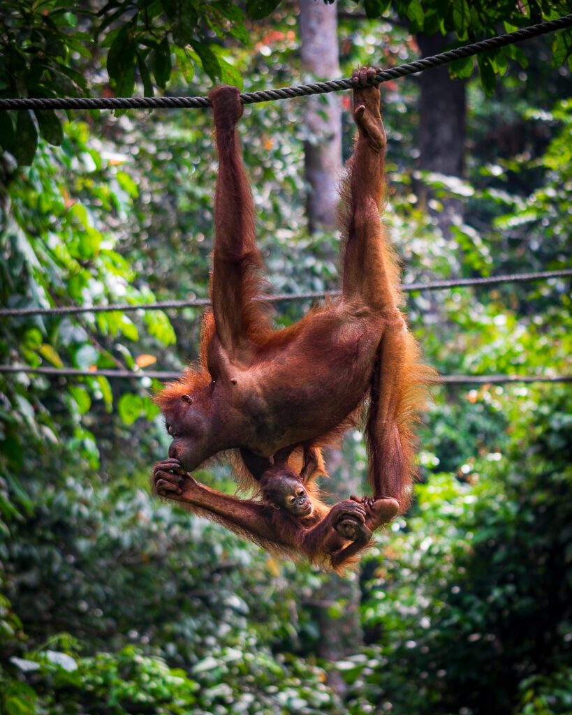 Sepilok orangutan Borneo