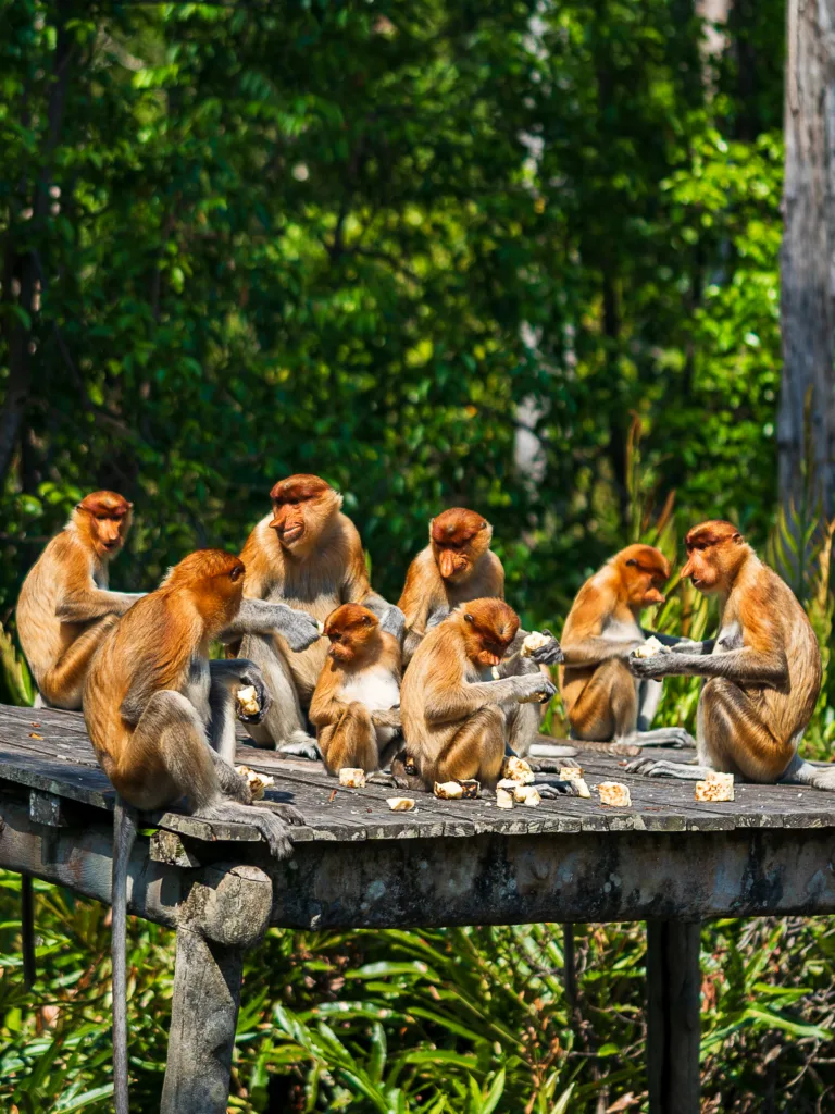 Grupa nosaczy sundajskich siedzących na drewnianym podwyższeniu i jedzących pożywienie