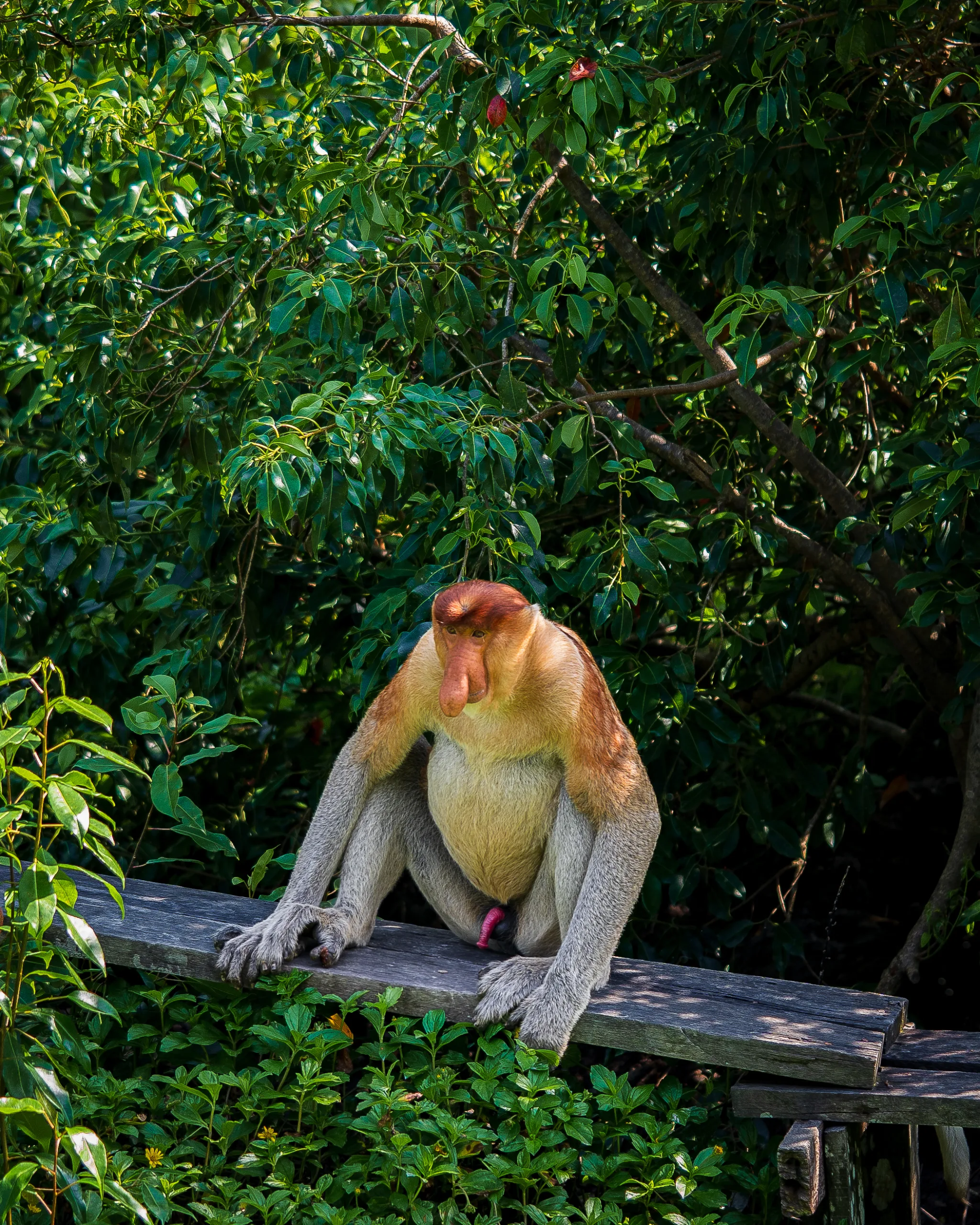 Nosacz sundajski siedzący na drewnianej belce w otoczeniu gęstej zieleni