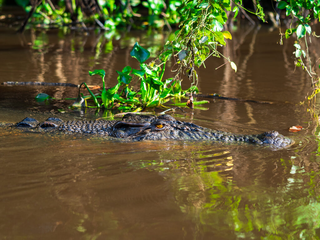 krokodyl rzeka Kinabatangan Borneo Sabah