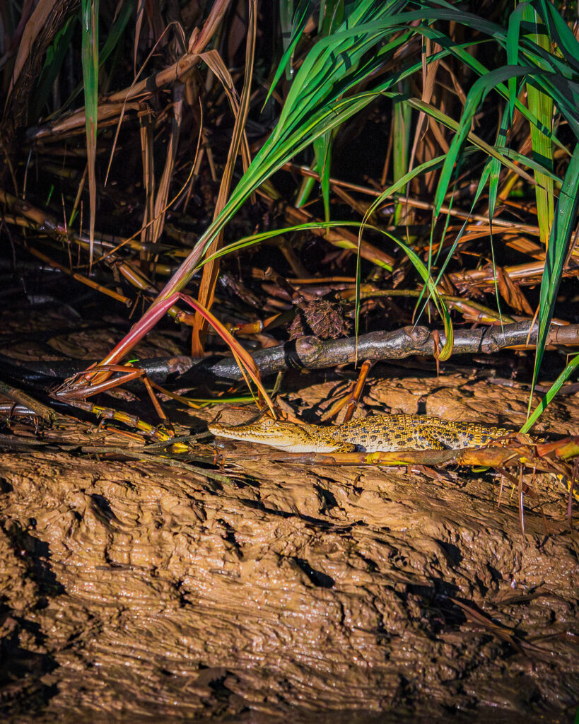mały krokodyl rzeka Kinabatangan Borneo Sabah