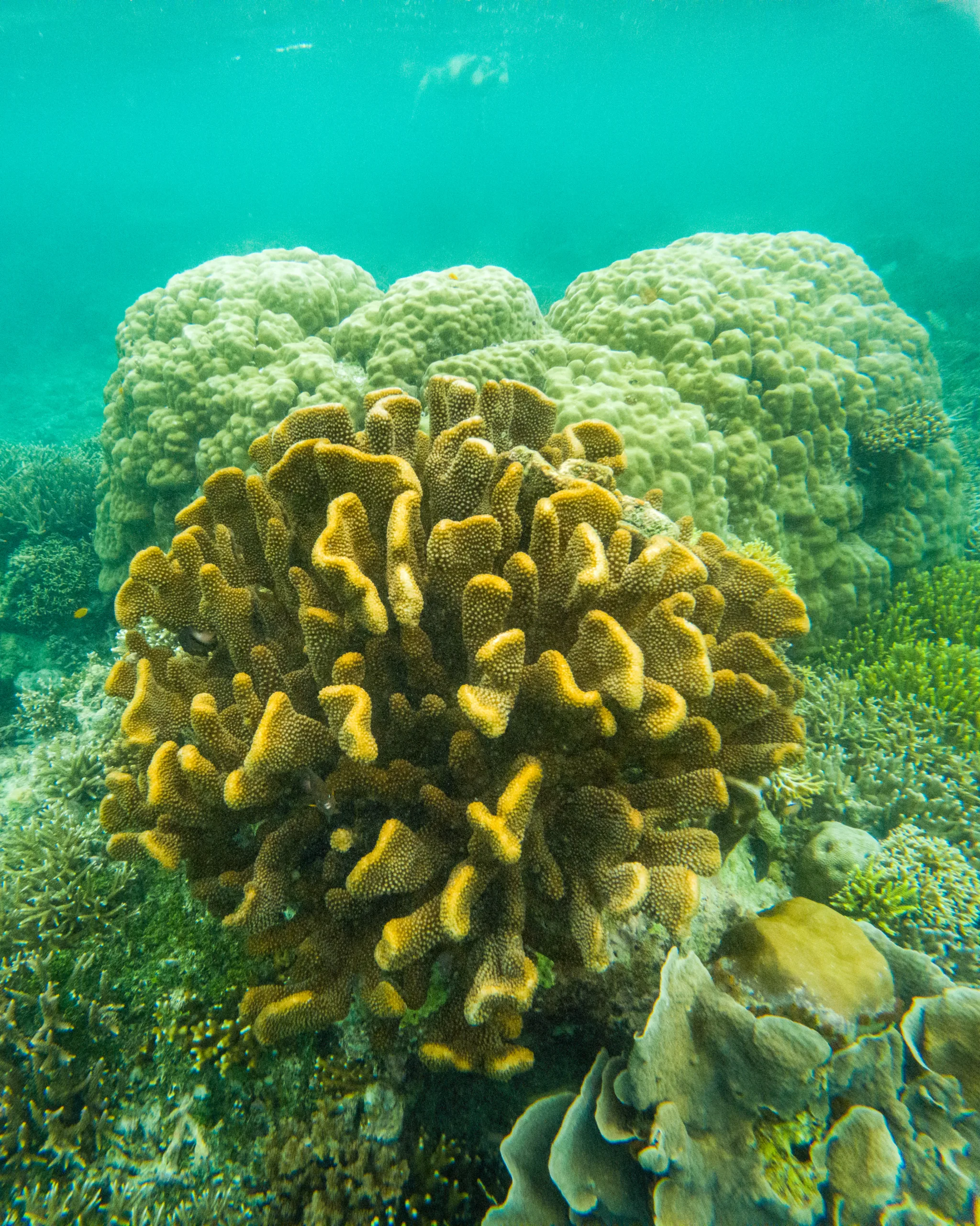 Kolorowa rafa koralowa pod wodą z żółtymi i zielonymi koralowcami