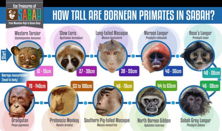 Borneo zwierzęta małpy