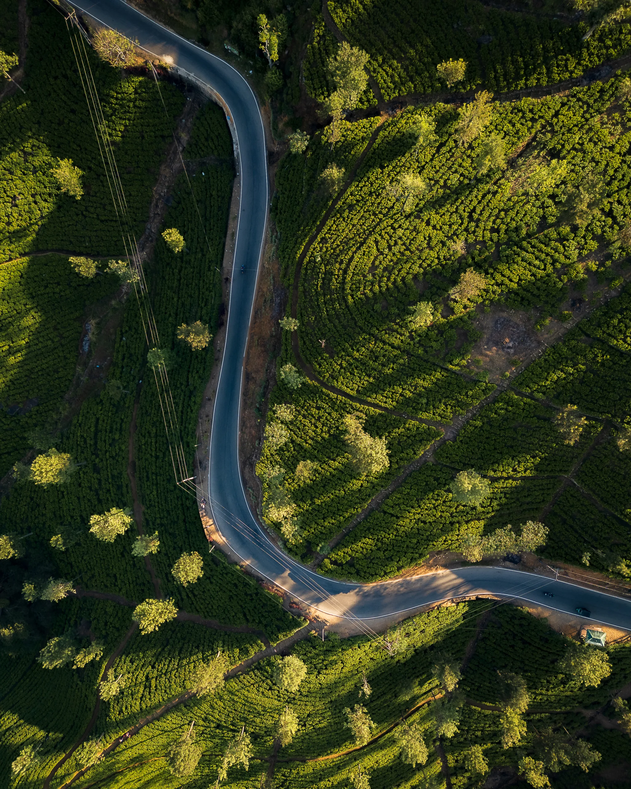 Kręta droga wijąca się wśród zielonych plantacji herbaty na Sri Lance, widok z drona.