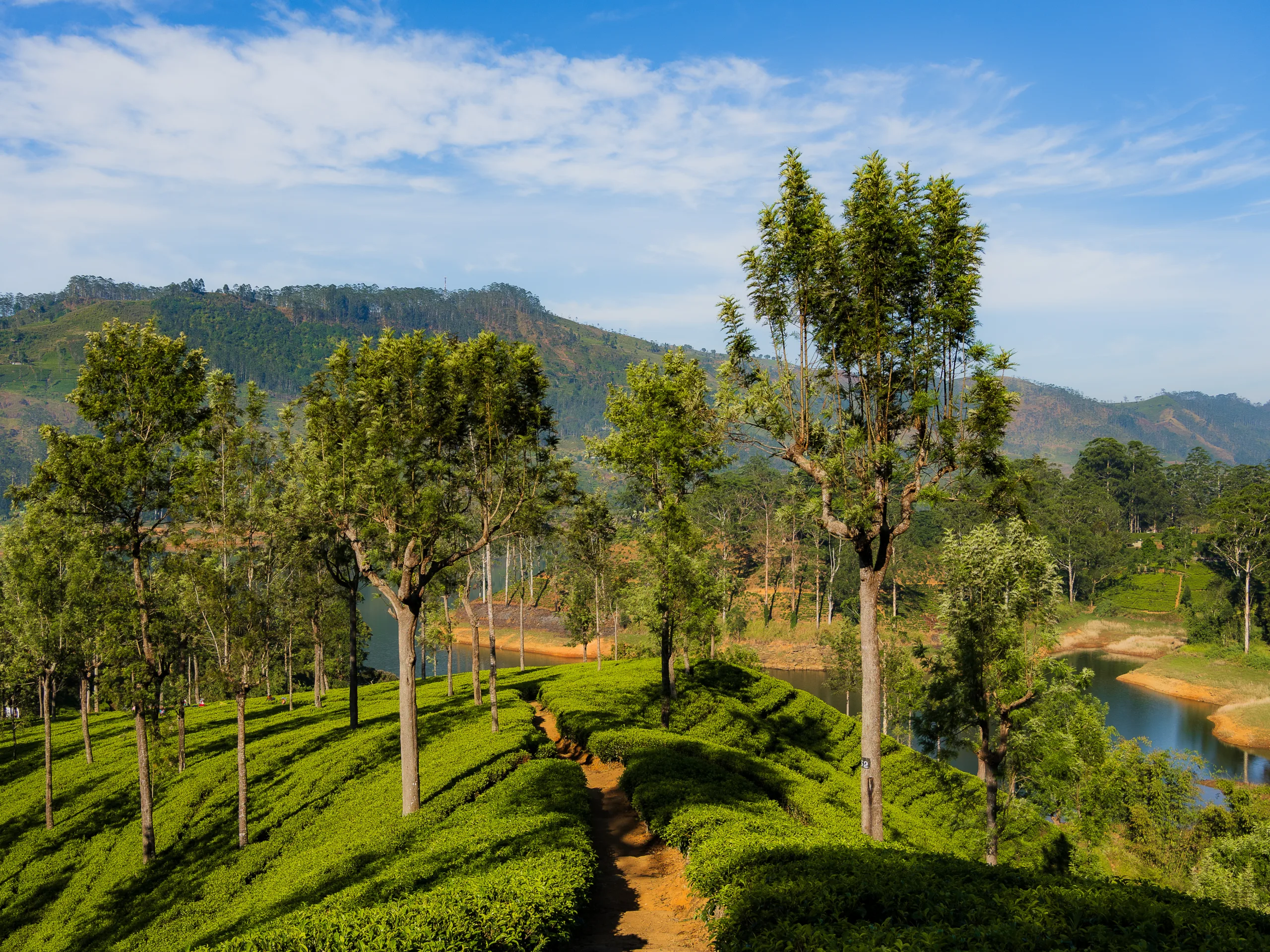 Plantacja herbaty na Sri Lance z alejkami między zielonymi krzewami herbacianymi i wysokimi drzewami na tle gór.