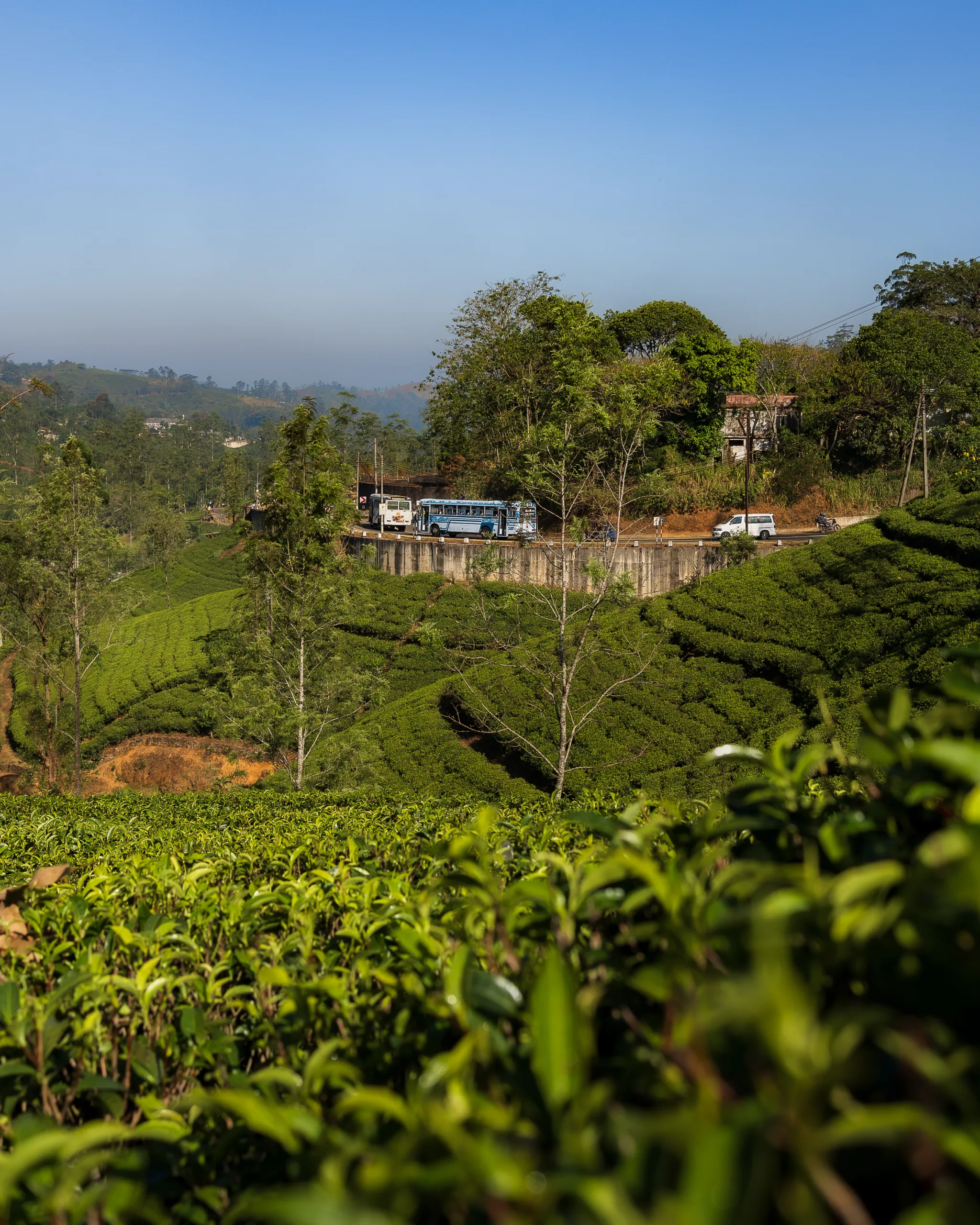 Autobus jadący przez zielone plantacje herbaty w górzystym regionie Sri Lanki.