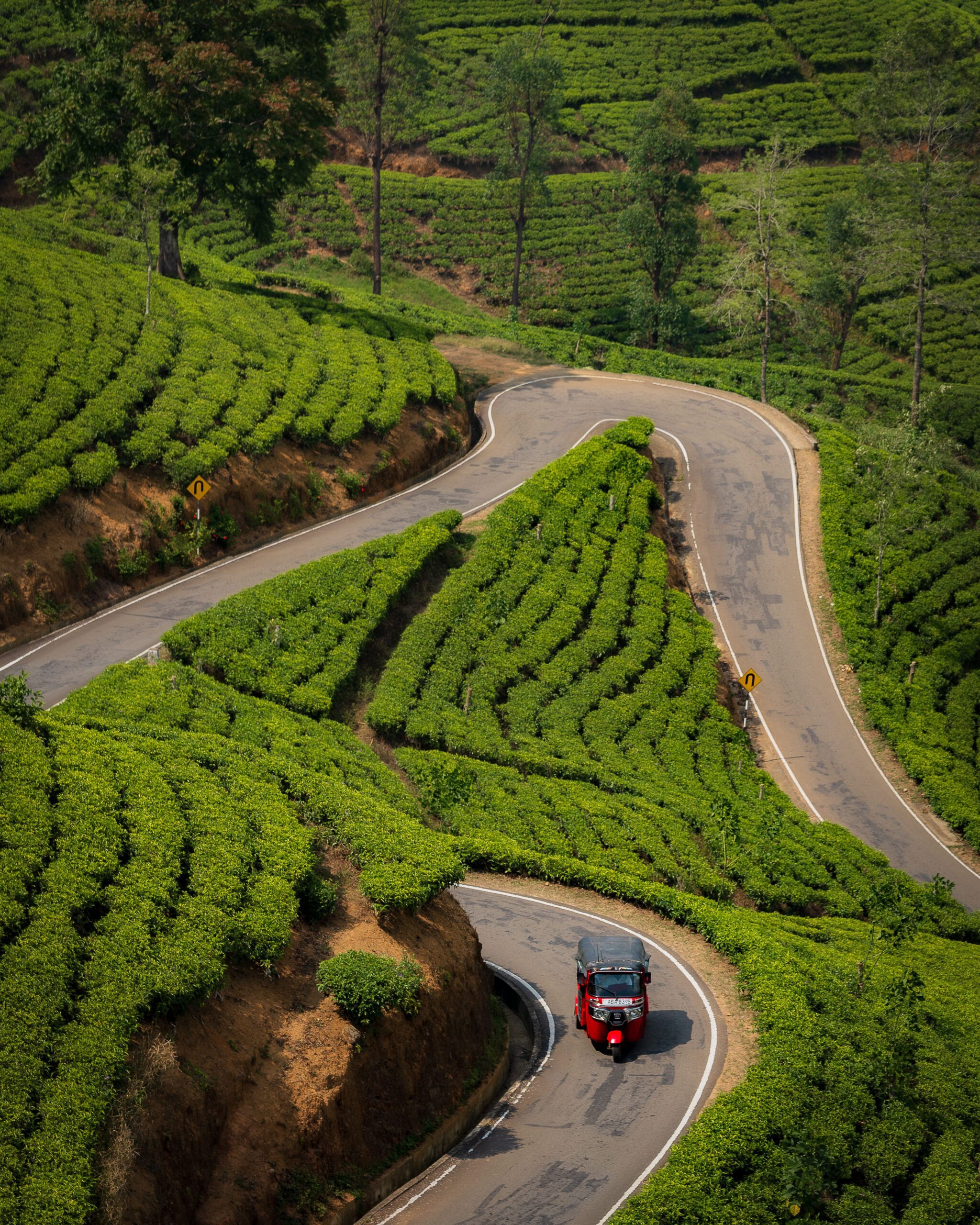 Czerwony tuk tuk jadący krętą drogą przez zielone plantacje herbaty na Sri Lance.