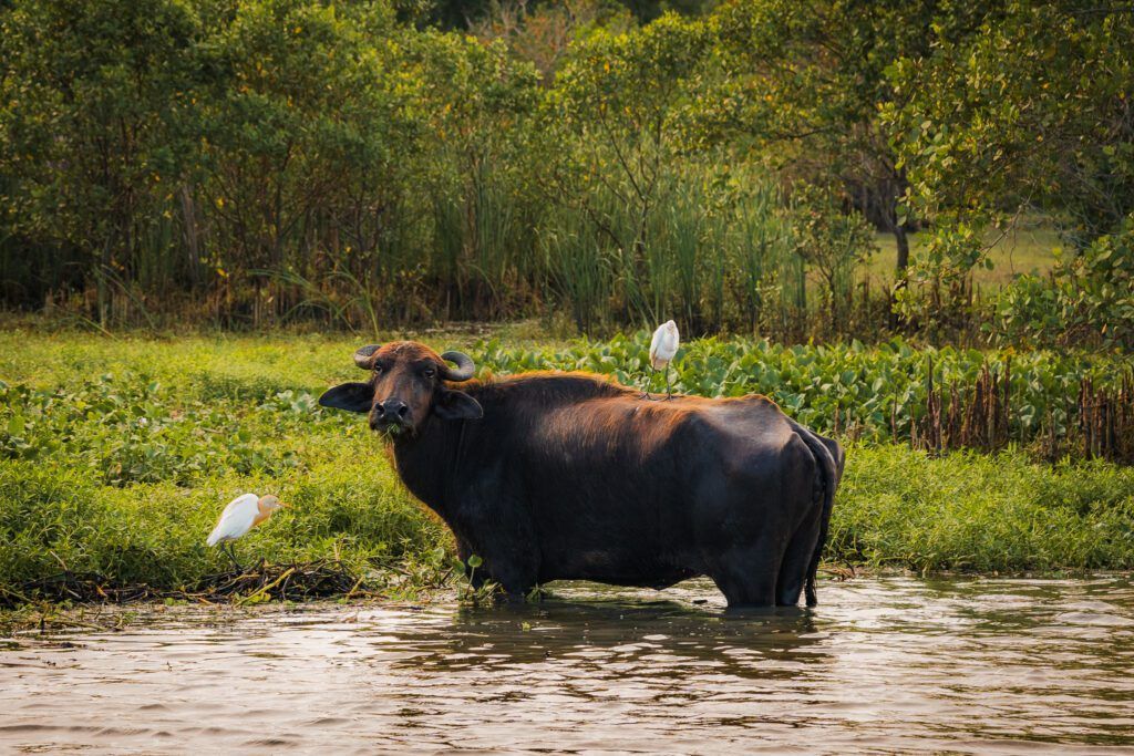 RI-LANKA-ATRAKCJE-CO-ZOBACZYC-NA-SRI-LANCE-CIEKAWE-MIEJSCA-NA-SRI-LANCE-WELIGAMA-UNAWATUNA-TANGALLE-MIRISA