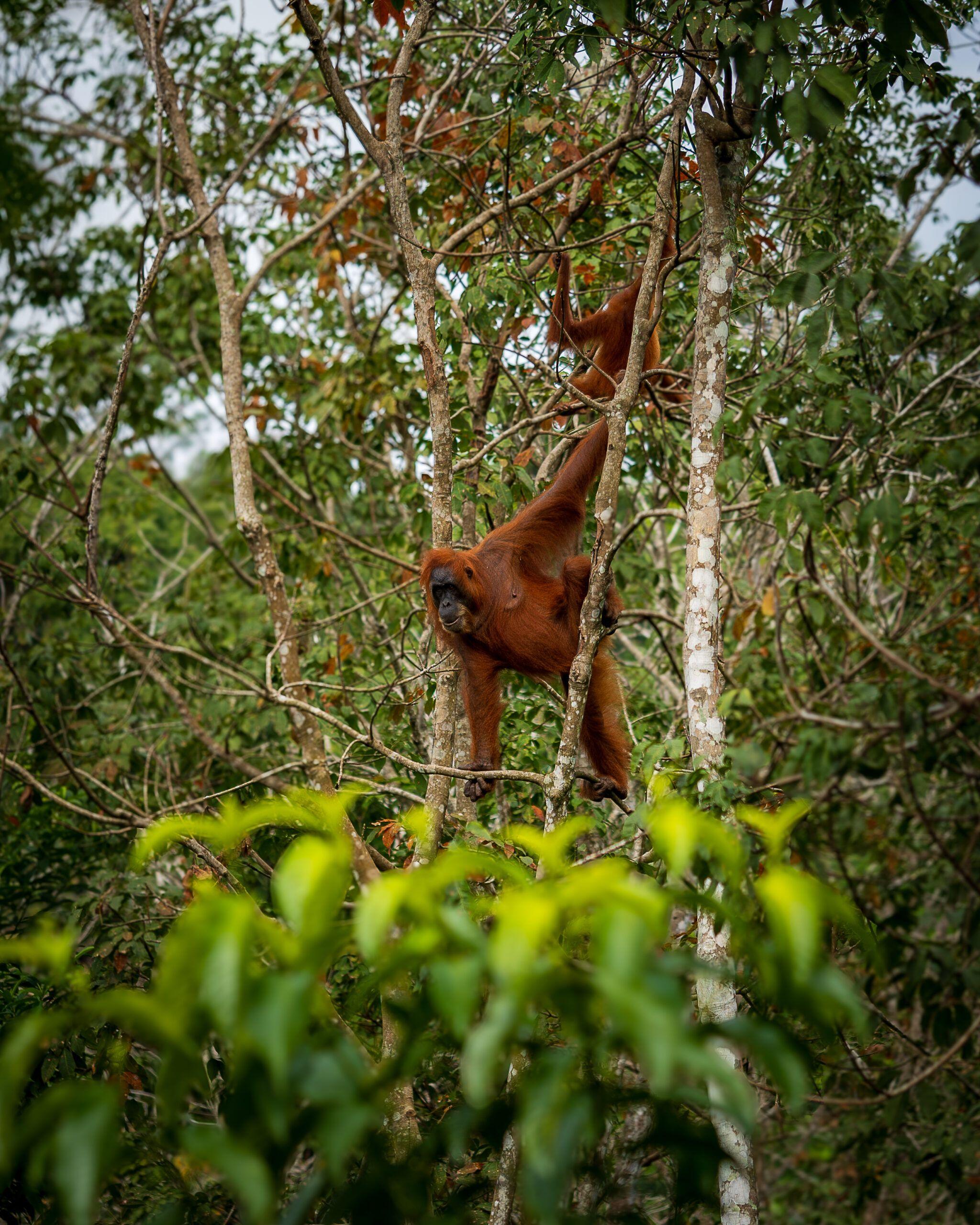 Sumatra - 5 Miejsc, Które Musisz Zobaczyć - Plan podróży po wyspie | Indonezja