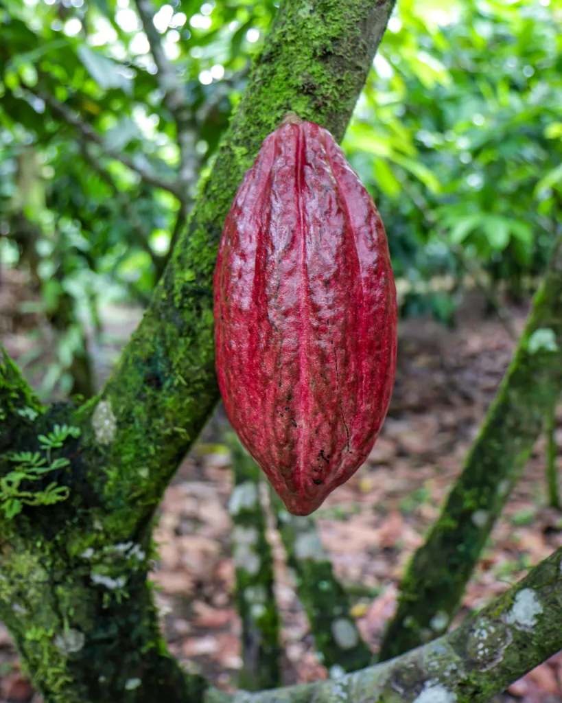 Rainforest Chocolate Tour - proces produkcji czekolady od ziarenka do tabliczki