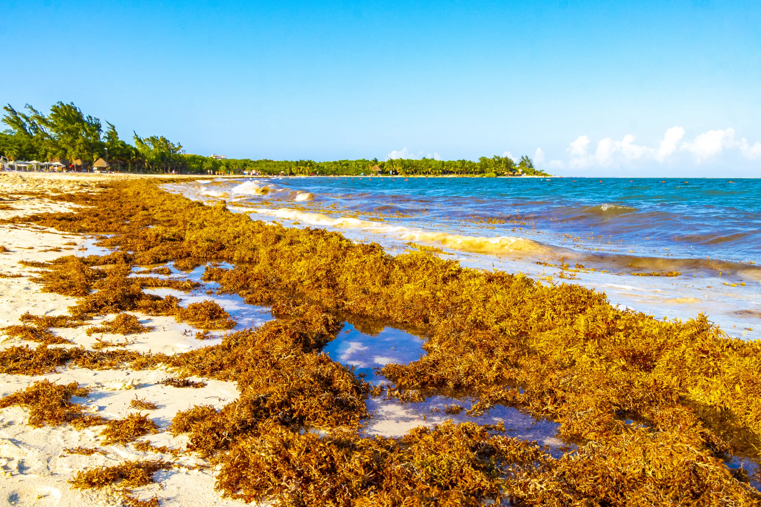 Sargassum na plażach Quintana Roo