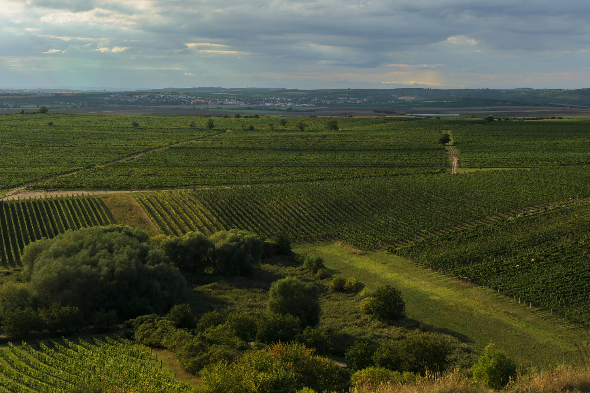 Rozległe winnice Moraw Południowych rozciągające się po horyzont, z równymi rzędami winorośli i zielonymi zaroślami pośrodku krajobrazu.