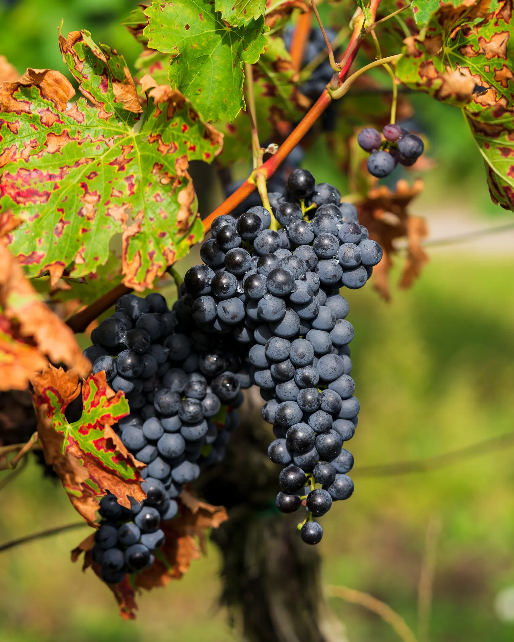 Kiść dojrzałych granatowych winogron na krzewie w winnicy, otoczona kolorowymi jesiennymi liśćmi.