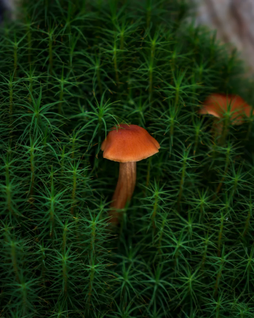Mały grzyb o rudobrązowym kapeluszu wyrastający z gęstego, zielonego mchu w lesie.