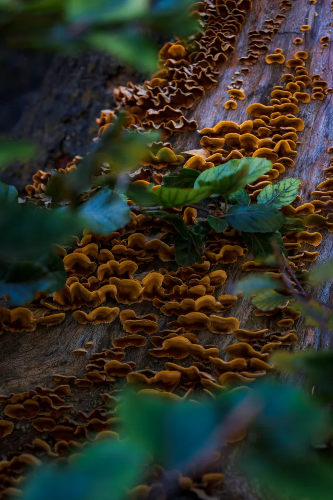 Drobne brązowe grzyby rosnące na pniu drzewa, tworzące gęsty, falisty dywan.