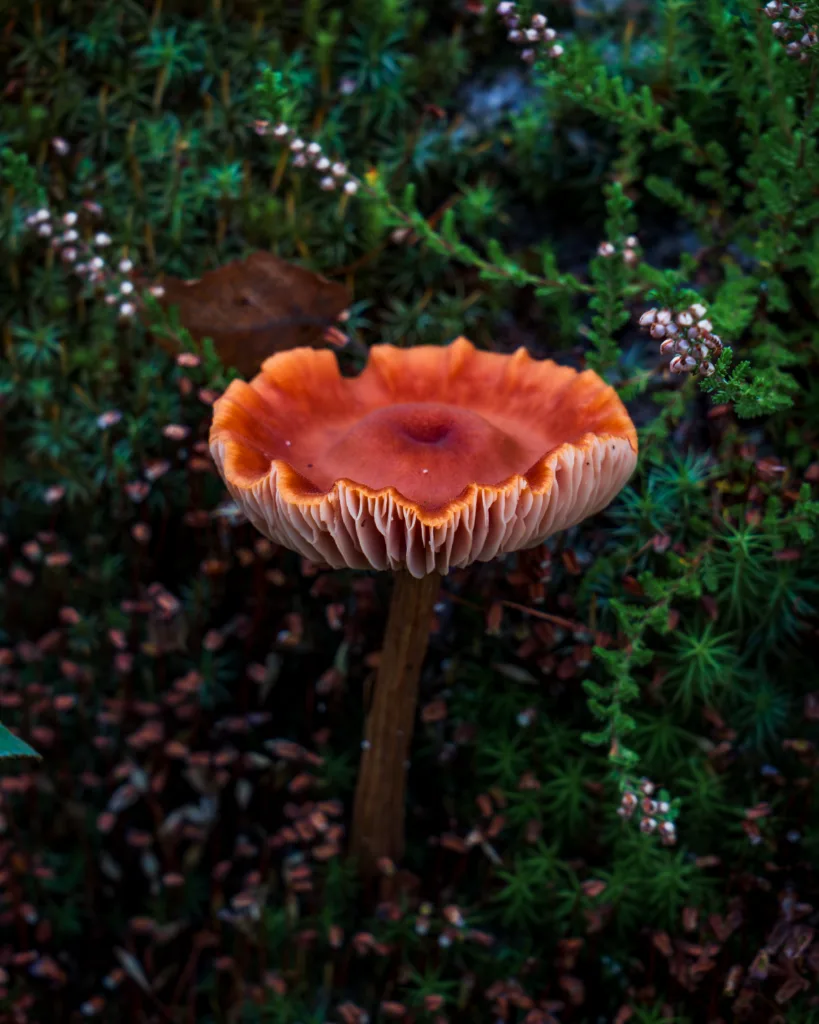 Pomarańczowy grzyb o pofałdowanym kapeluszu rosnący wśród mchów i wrzosów w lesie.