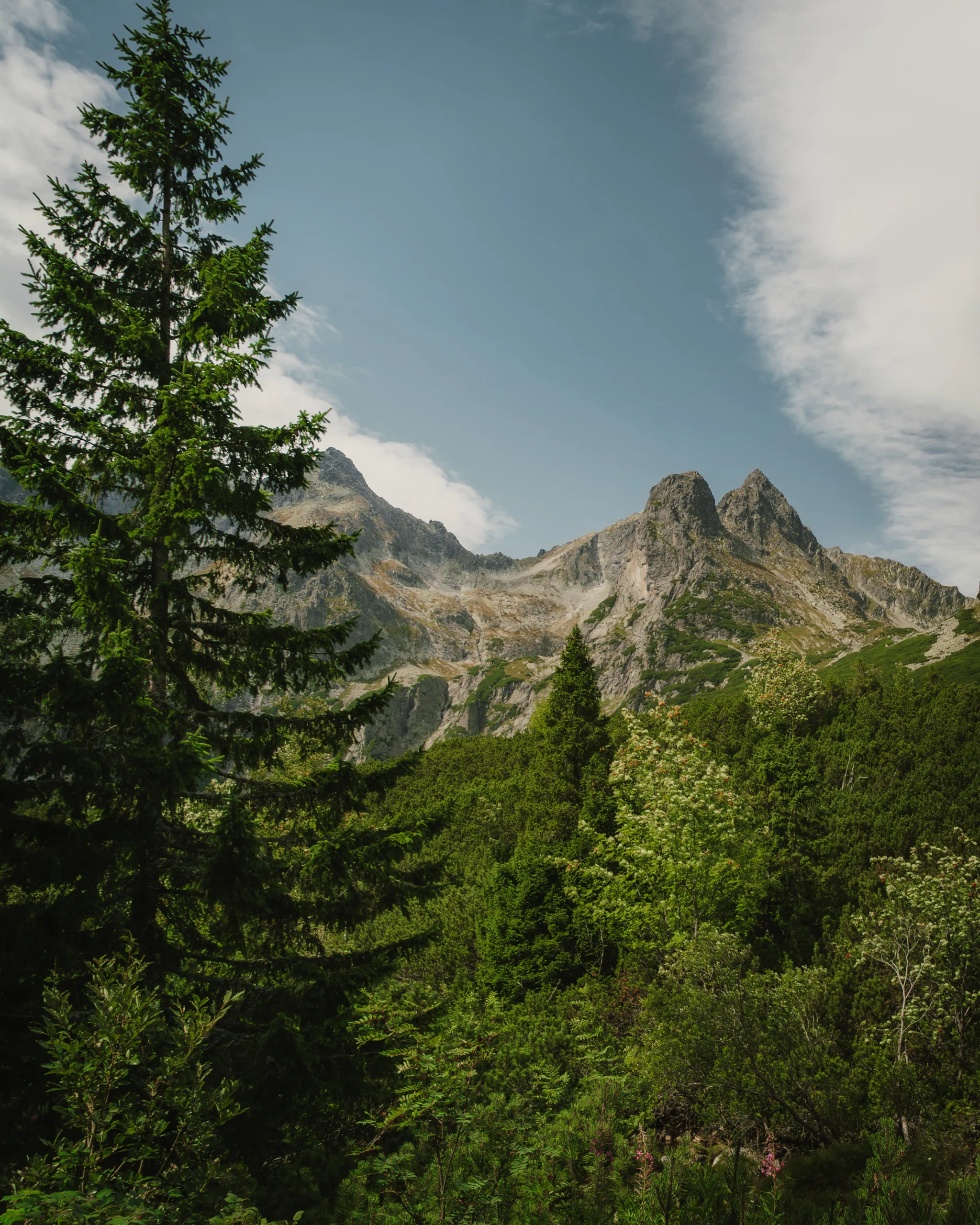 Widok na szczyty Tatr Wysokich w słoneczny dzień, z gęstym lasem świerkowym na pierwszym planie.