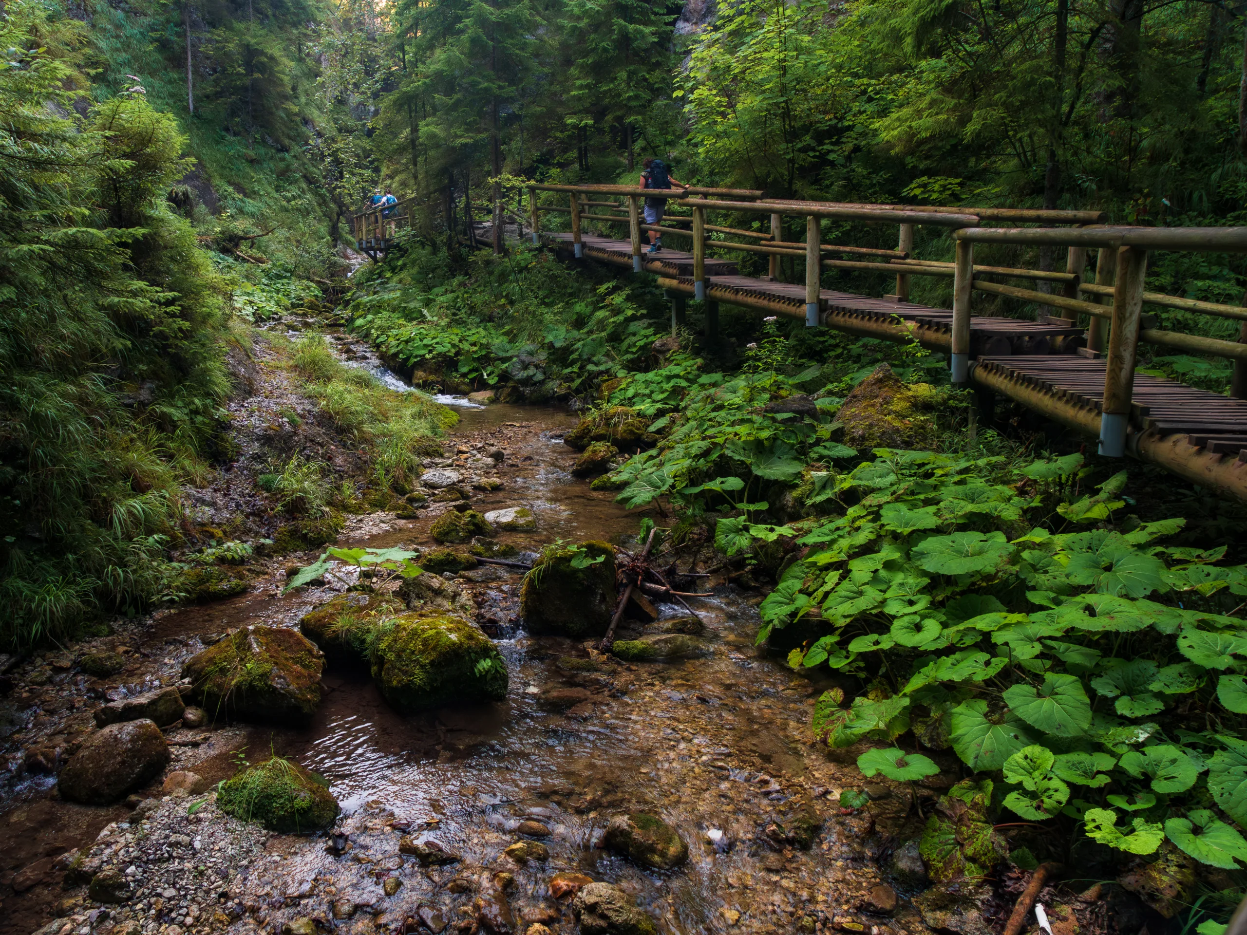 Drewniana kładka nad górskim potokiem w zielonym lesie w Wielkiej Fatrze.