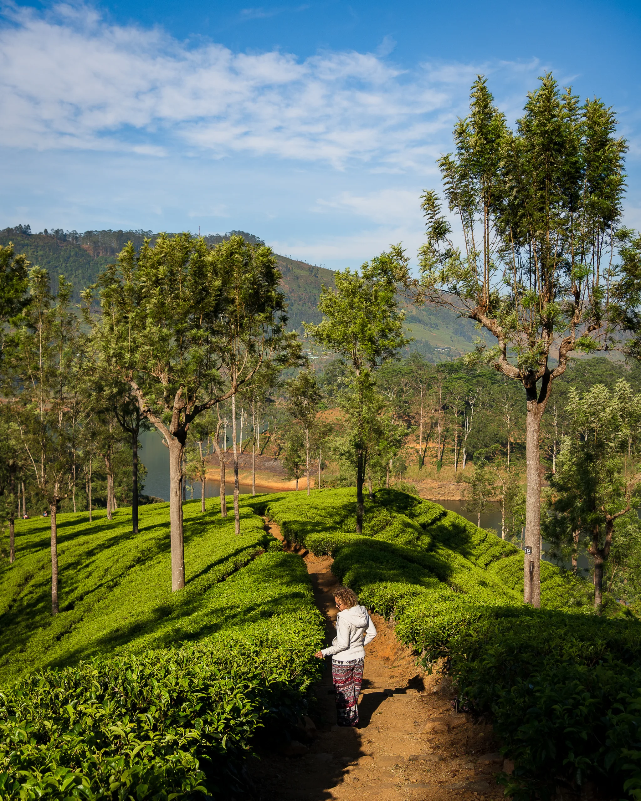 Kobieta spacerująca wśród soczyście zielonych plantacji herbaty w górach Sri Lanki o poranku.
