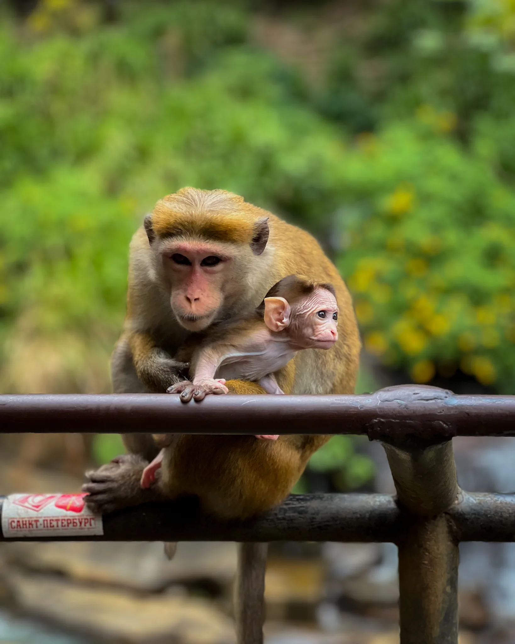 Małpa z młodym siedząca na barierce wśród zieleni na Sri Lance.