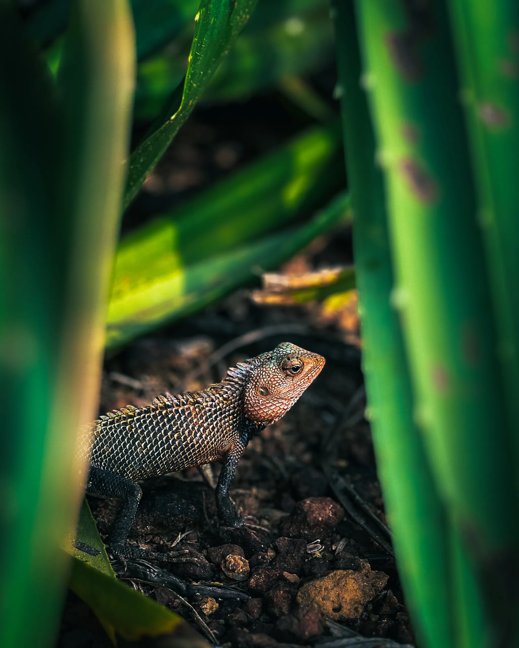Jaszczurka ukryta wśród zielonych liści na Sri Lance.