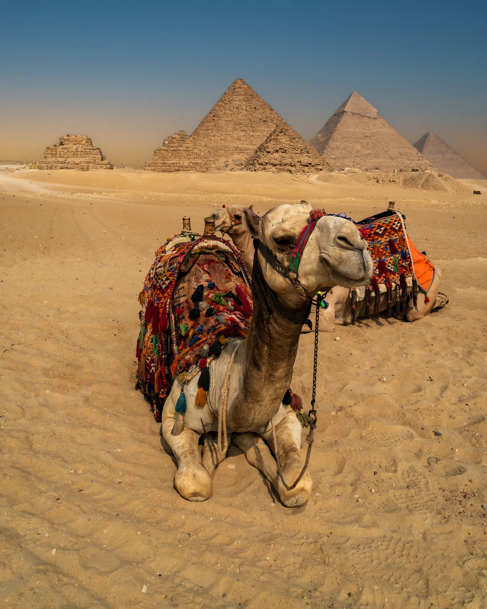 Udekorowany wielbłąd siedzący na pustyni w Gizie; za nim panorama trzech piramid na płaskowyżu.