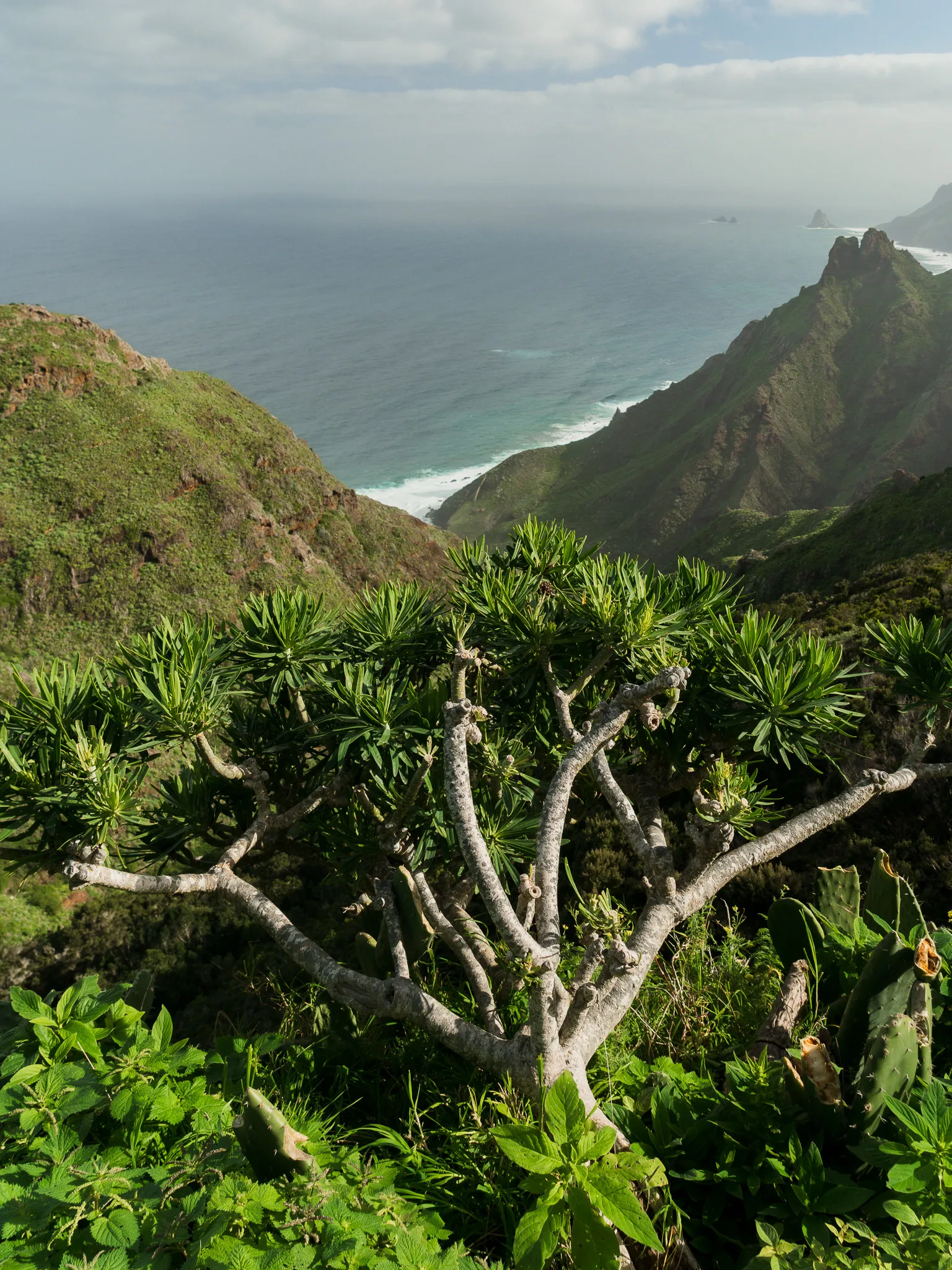 Góry Anaga (Teneryfa) – zielone szlaki, Taganana i mapa tras trekkingowych