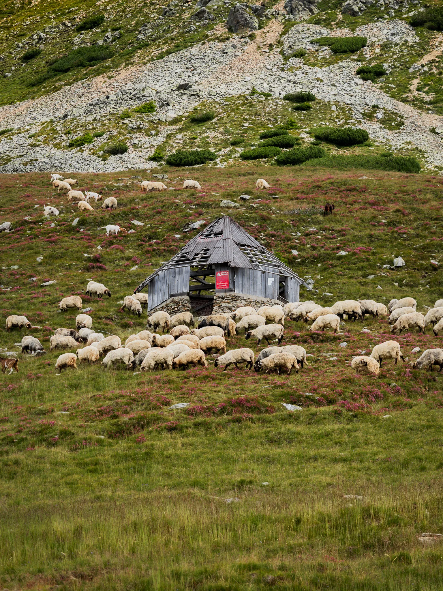 Stado owiec pasące się wokół starej drewnianej bacówki na wysokogórskiej łące przy Trasie Transalpina.